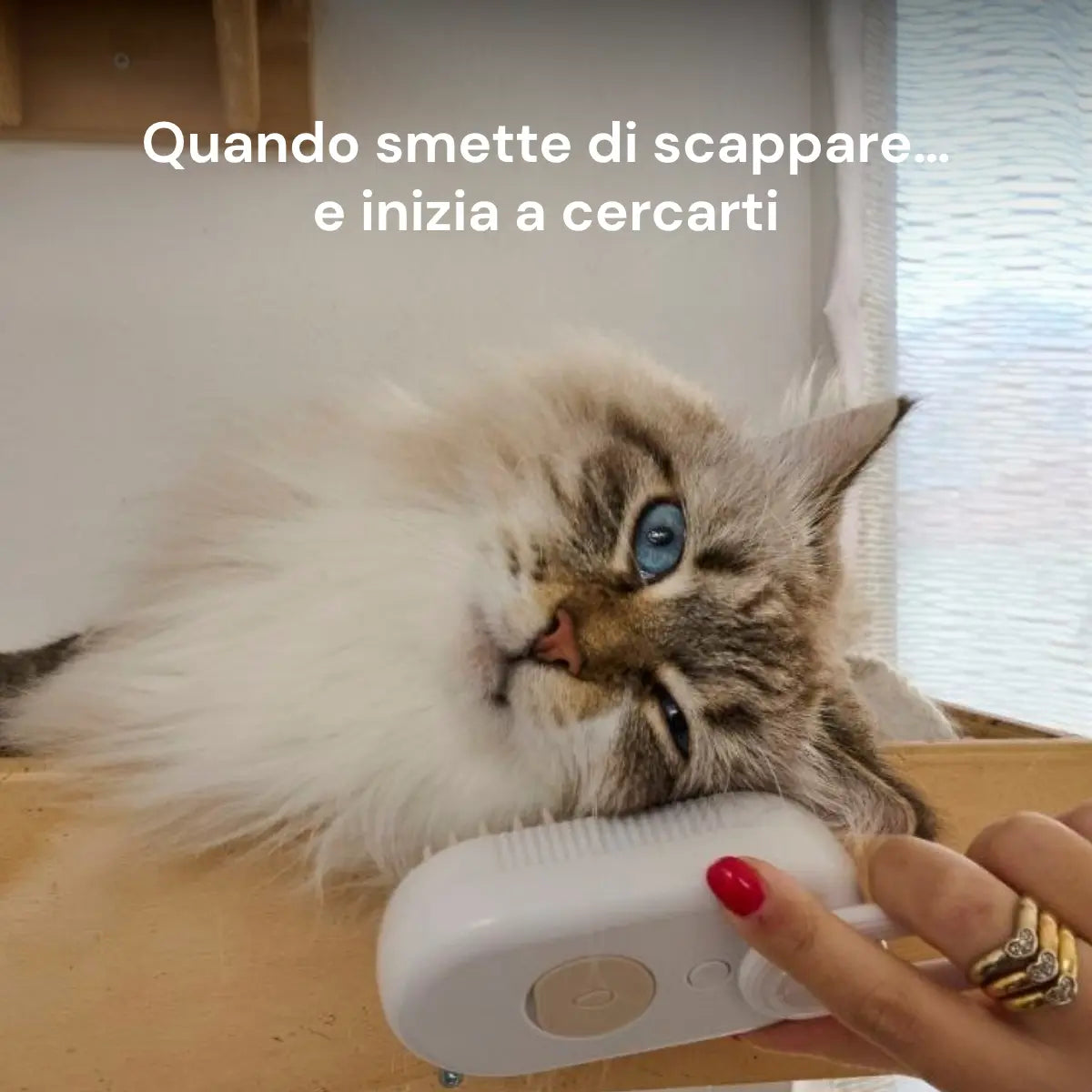 MistyPaws™ | Spazzola a Vapore Delicato