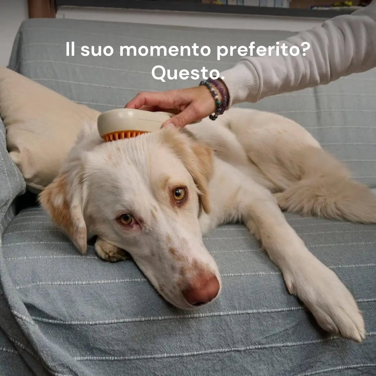 MistyPaws™ | Spazzola a Vapore Delicato